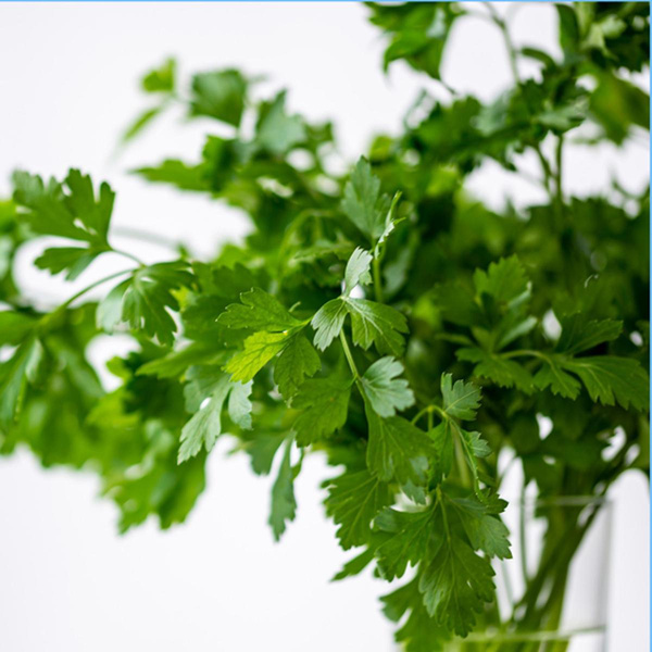 Produktfoto zu Petersilie kraus, deutsche Ernte