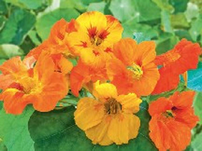 product photo for Nasturtium seeds