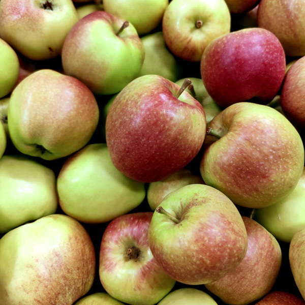 product photo for "collina" apple