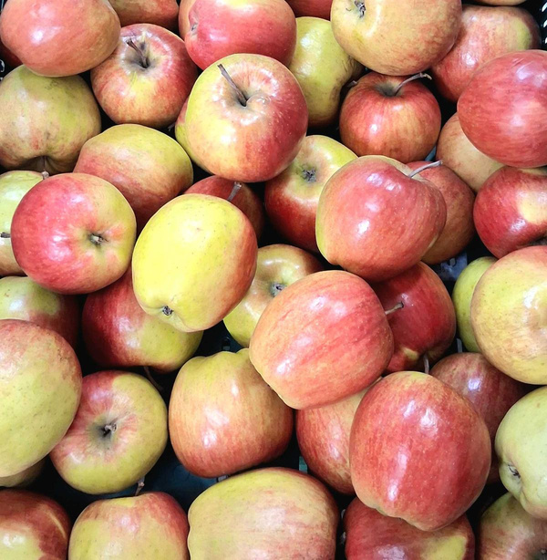 product photo for Shalimar" apples, German harvest