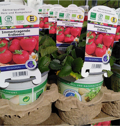 product photo for Strawberry plant "everbearing", German