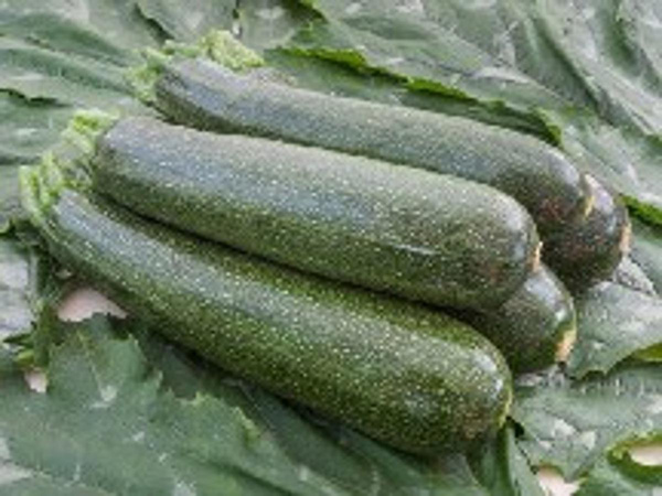 Produktfoto zu Zucchini, Saatgut