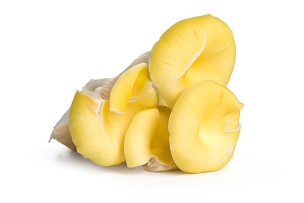 Produktfoto zu Limonenseitling, deutsche Ernte