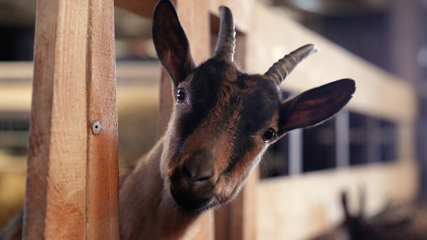 KI generiert: Eine neugierige Ziege schaut aus einem Holzverschlag hervor.
