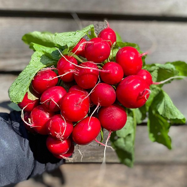 Produktfoto zu Radieschen, regionale Ernte