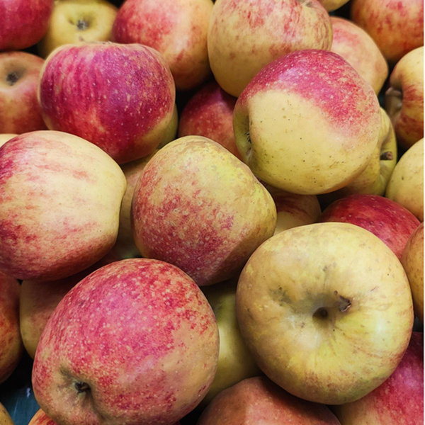 Produktfoto zu Apfel "Akane"