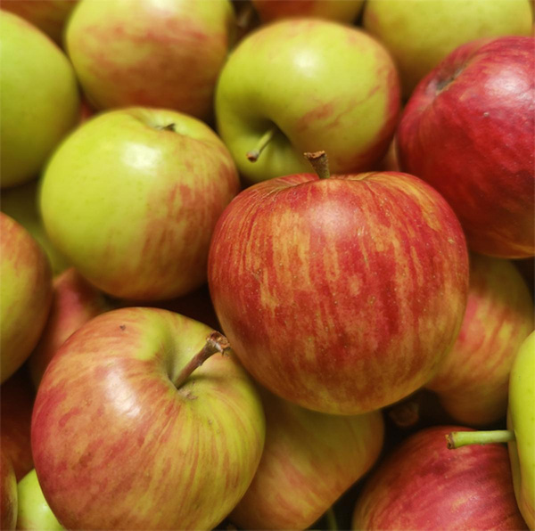 Produktfoto zu Äpfel "Freya", regionale Ernte