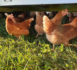product photo for Pre-order now: Regional pasture-raised chickens