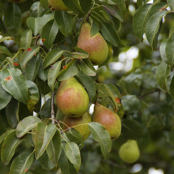 Produktfoto zu Birnen "Köstliche von Charneux", echt alte Sorte