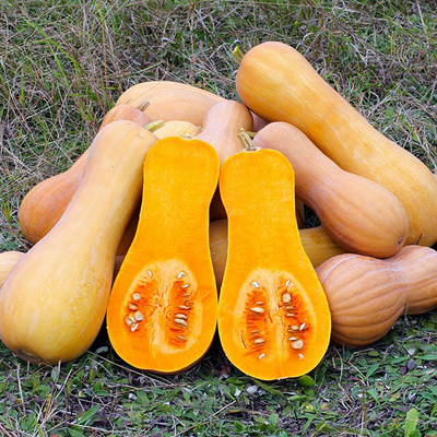 product photo for Pumpkin "Butternut", regional harvest
