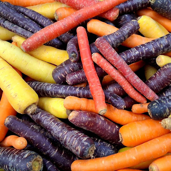 Produktfoto zu Möhren "Farbenpracht", regionale Ernte