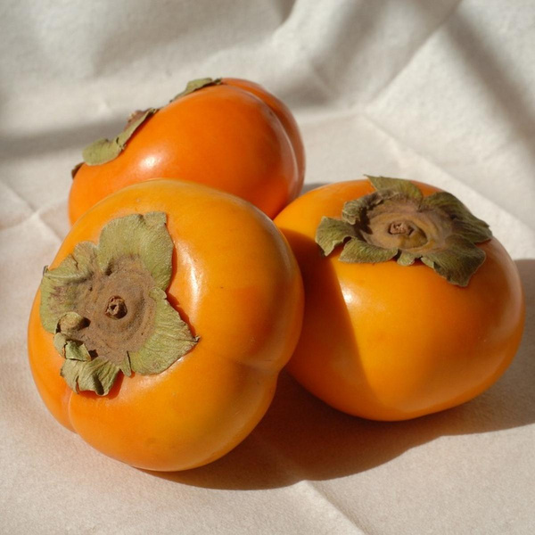 Photo de produit pour Kaki "Maxim"