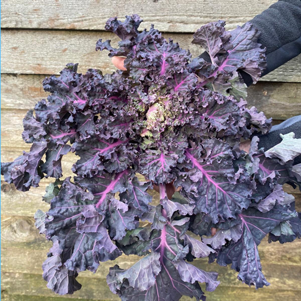 product photo for Flower Sprout crowns, regional harvest