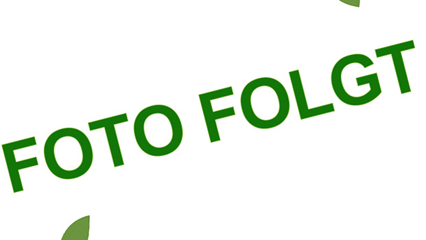 Rezeptbild für Gnocchi mit grünem Spargel 