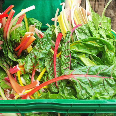 product photo for Chard
