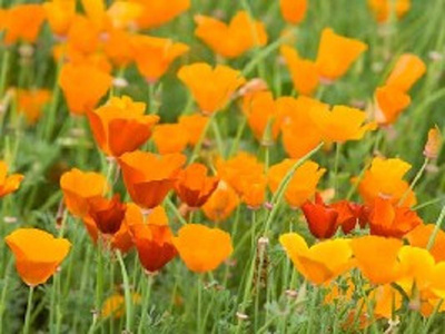 Produktfoto zu Goldmohn, Saatgut