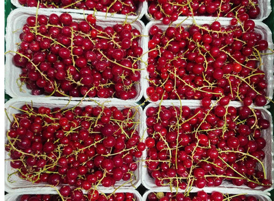 Produktfoto zu Johannisbeeren rot 250g, deutsche Ernte
