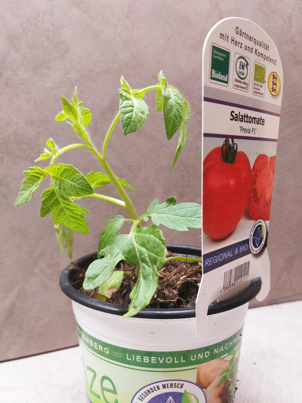 Photo de produit pour Jeune plante "Tomate ronde
