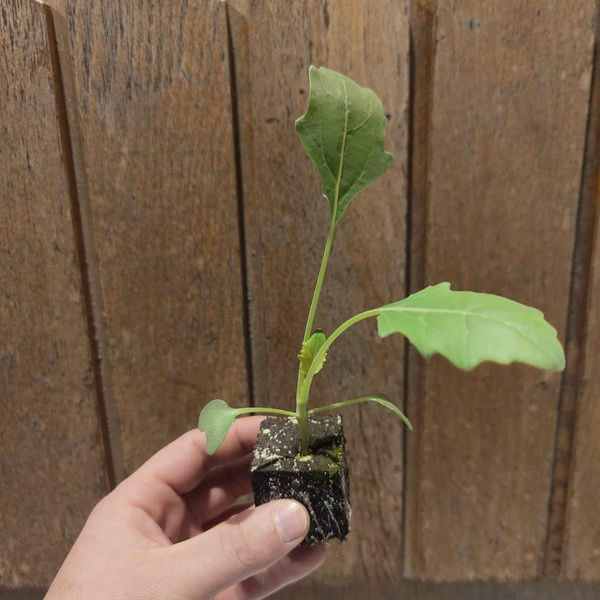 Photo de produit pour Jeune plante "chou-rave", régionale