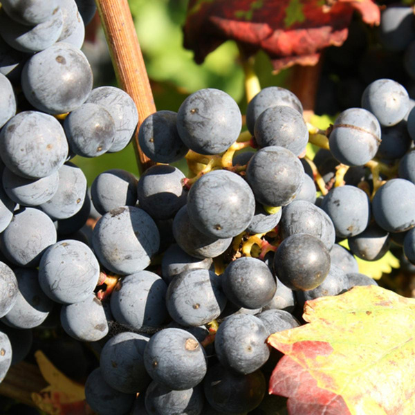 Photo de produit pour raisins bleu