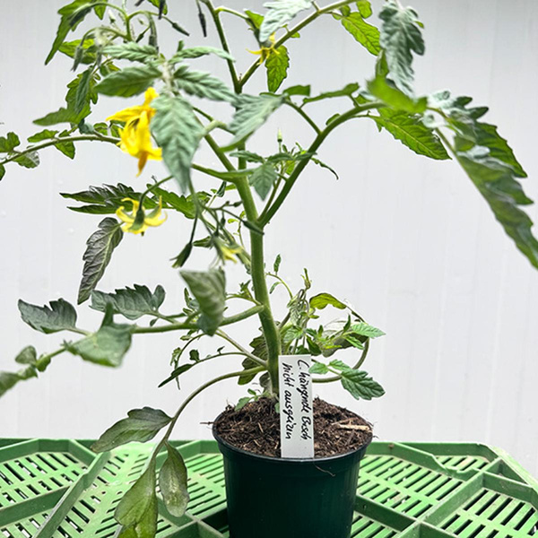 Produktfoto zu Jungpflanze "hängende Tomate"