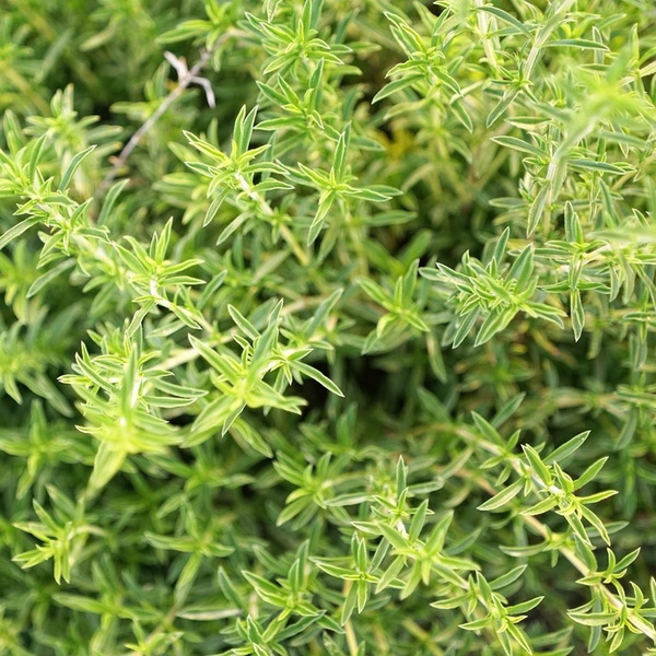 Produktfoto zu Bohnenkraut, deutsche Ernte