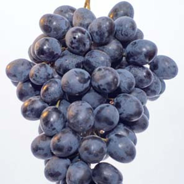 Produktfoto zu Tafeltrauben blau "Dornfelder", regionale Ernte