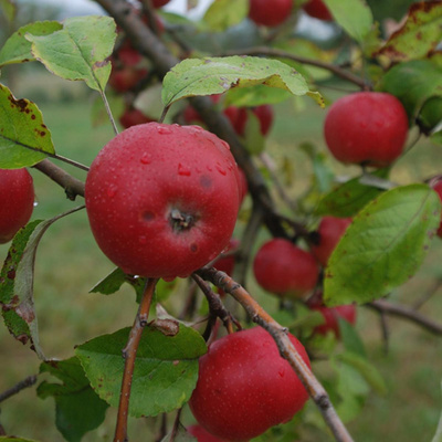 Photo de produit pour Pommes "Pomme rose", variété vraiment ancienne