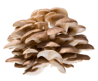 product photo for Chestnut mushroom, regional harvest
