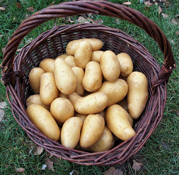 product photo for 5kg Potatoes