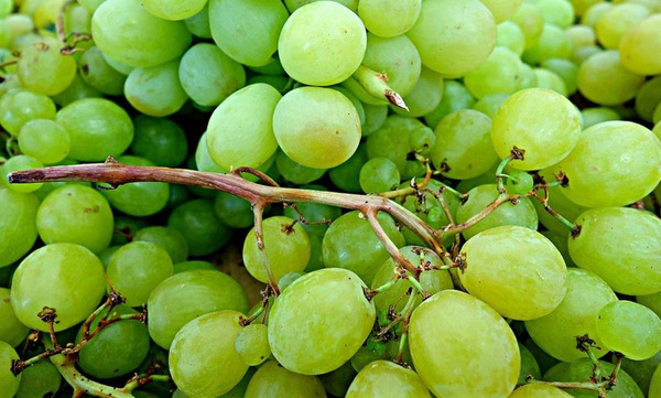 Produktfoto zu Tafel-Weintrauben weiß + rot, regionale Ernte