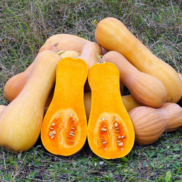 Produktfoto zu Kürbis "Butternut", regionale Ernte