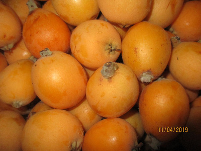 Produktfoto zu Mispeln (Hundsärsch)