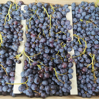 product photo for blue grapes
