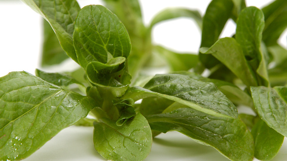 Rezeptbild für Feldsalat mit roten Linsen und Tofu