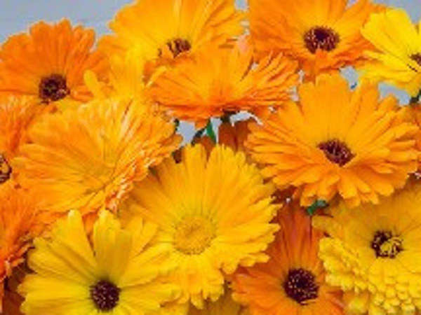 Produktfoto zu Calendula-Saatgut