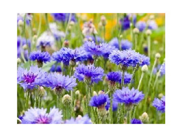 Produktfoto zu Kornblume - blau, Saatgut