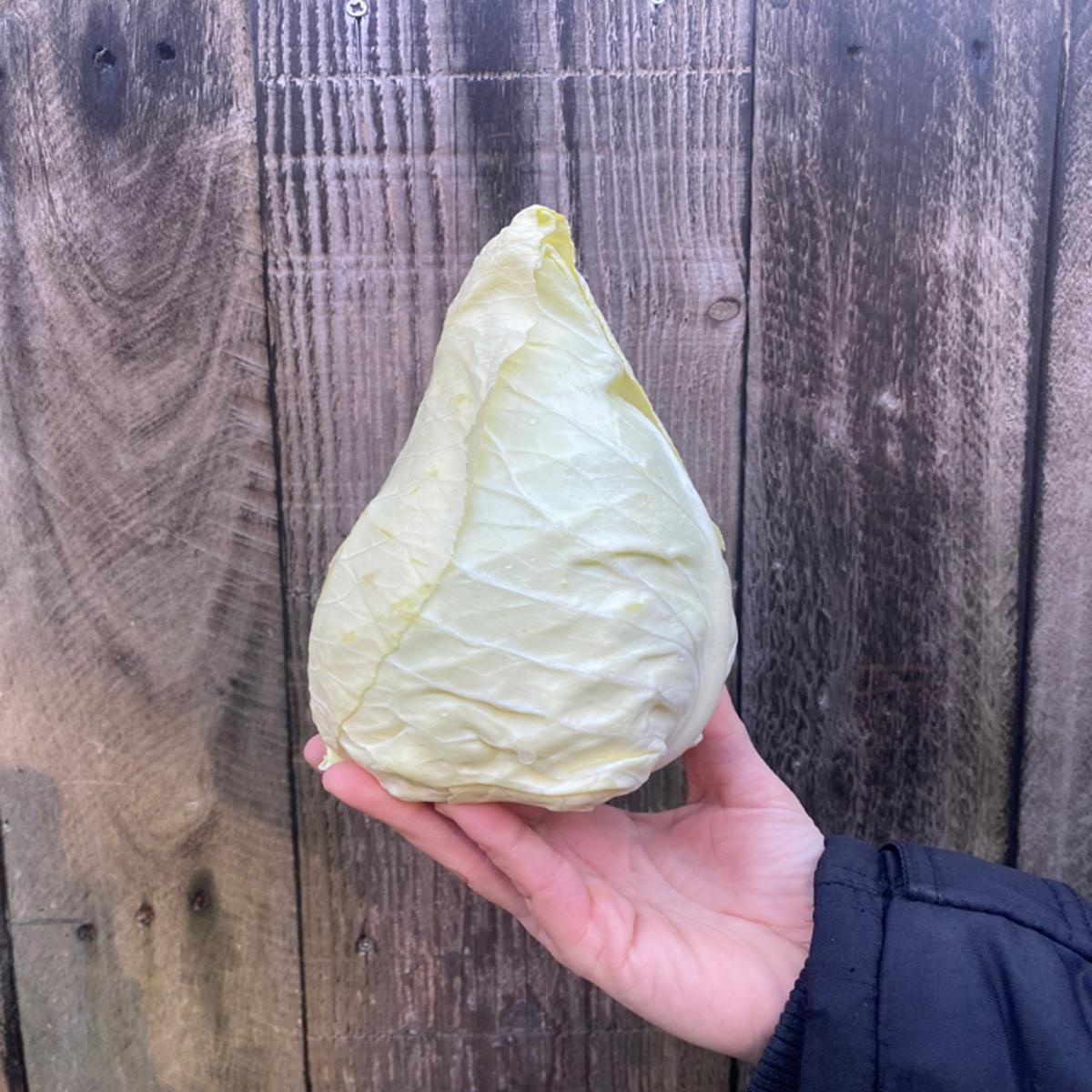Spitzkohl, regionale Ernte